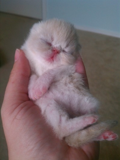 Exotic Shorthair Kitten, 3 days old.