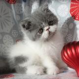 Gus, an Exotic Shorthair male kitten