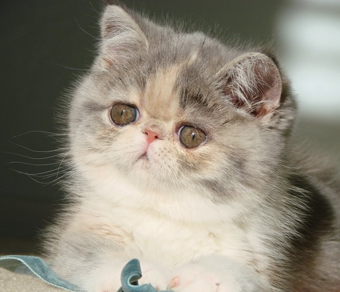 Paisley, 9 week old Exotic Shorthair Kitten