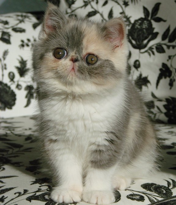 Pinny, Exotic shorthair kitten @ 9wks