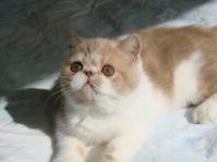 Scooter, an Exotic Shorthair male kitten
