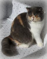 Promise, an Exotic Shorthair female