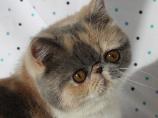 Penny, an exotic shorthair female