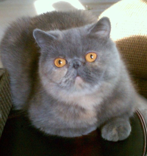 Luna, an Exotic Shorthair female