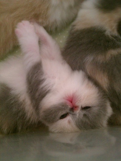 Exotic shorthair kitten, 2 weeks