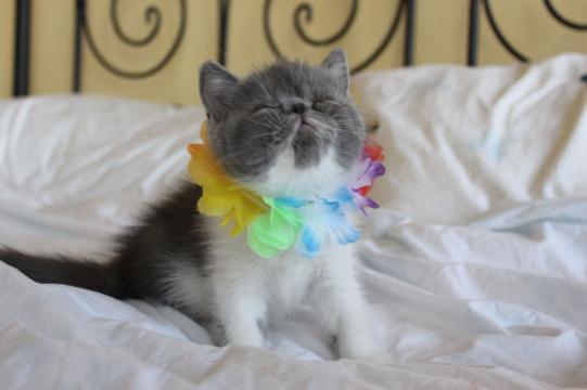 Pure JOY! Exotic Shorthair Male Kitten