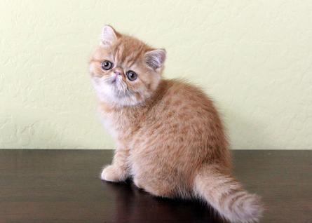 Mr. C (for congeniality!) Cameo tabby Exotic Shorthair