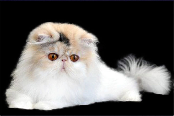 Tootsie, a Persian male