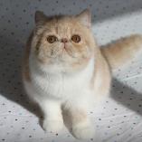 Pat, an exotic shorthair female